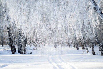snow falls from the trees