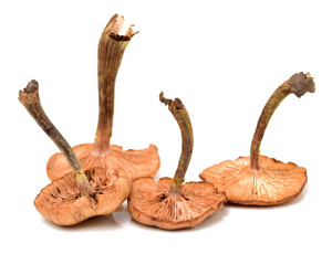 Hazel mushroom on white background 