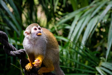 Mono ardilla comiendo fruta