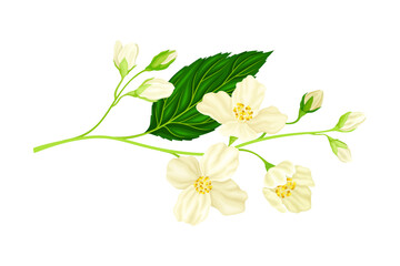 Branch of White Jasmine Fragrant Flowers on Stem with Green Leaves Closeup View Vector Illustration