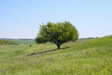 Lonely tree in the green field in the summertime in minimalist style