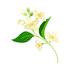 Obraz premium White Fragrant Jasmine Flowers on Stem with Green Leaves Closeup View Vector Illustration