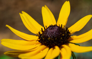 Macro of bright sunflower