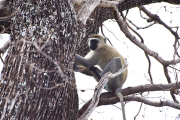 Südliche Grünmeerkatze im Tarangire-Nationalpark in Tansania