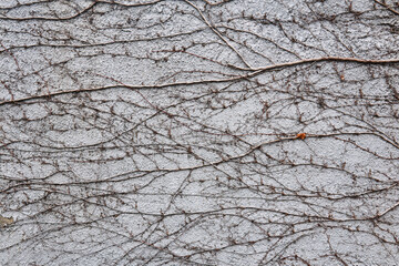 Obraz premium background - concrete wall entwined with dry winter stems of vines