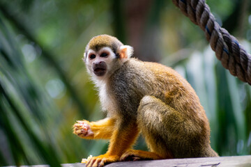 Mono ardilla comiendo naranja