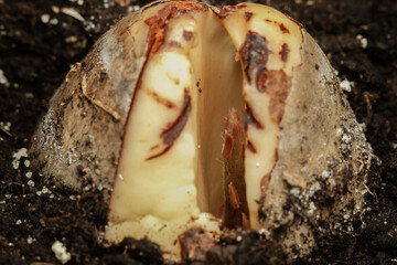Close-up of an avocado seed that sprouted in the ground