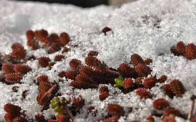 succulents in the snow