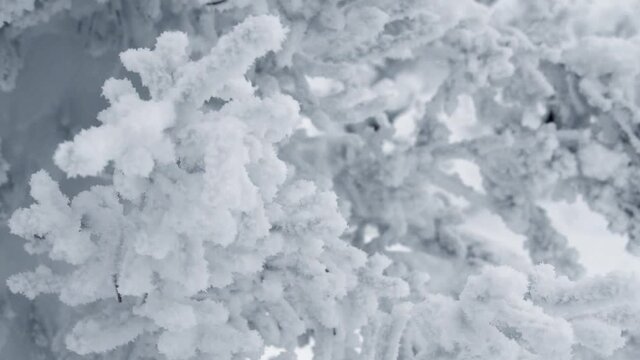 Spruce snow branches shake in wind. Needles of coniferous tree are completely covered with frost. Cold snap and storm in forest.