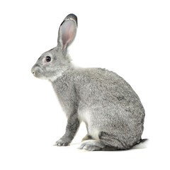 Obraz premium grey rabbit on a white background