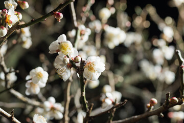 夜の梅の花