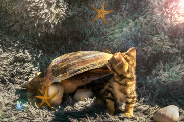 Funny tabby kitten inside a sea snail with starfish in the background and many colors