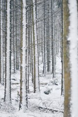 Landscape photo of snow on forest trees in winter