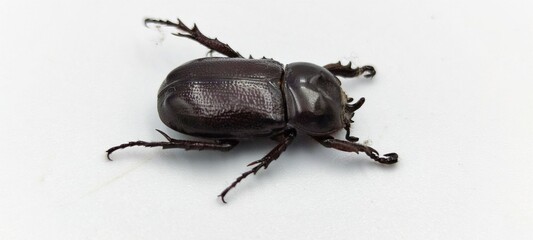 stag beetle isolated on white background