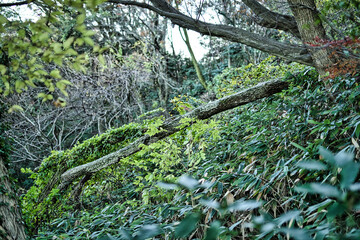 倒木　Fallen tree