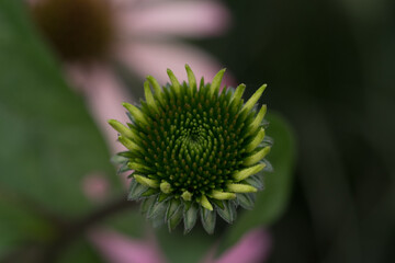 Noch nicht blühende Blume im Frühling