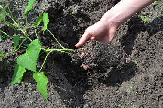 Growing Sweet Potatoes: A Gardener Is Transplanting A Sweet Potato Slip, Sweet Potato Vine From The Pot Into The Ground In The Garden In Spring, Early Summer.