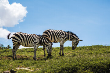 Fototapeta na wymiar Cebras en la pradera