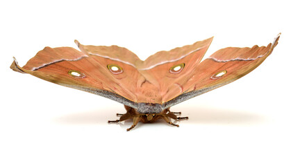 Silk moth on white background