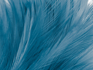 Beautiful abstract blue feathers on white background, black feather texture on blue pattern and blue background, feather wallpaper, blue banners, love theme, valentines day, soft texture