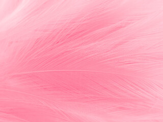 Beautiful abstract light pink feathers on white background,  white feather frame texture on pink texture pattern, pink background, love theme wallpaper and valentines day