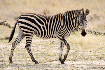 Fototapeta na wymiar Zebras im Tarangire-Nationalpark in Tansania