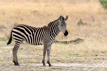 Zebras im Tarangire-Nationalpark in Tansania