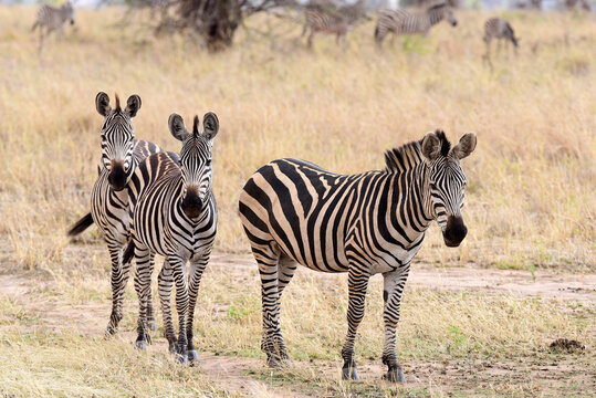 Zebras im Tarangire-Nationalpark in Tansania