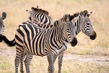 Fototapeta premium Zebras im Tarangire-Nationalpark in Tansania