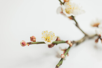 満開の梅の花