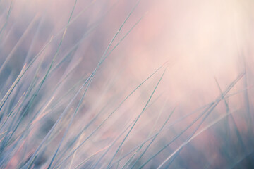 Wild grass in a forest at sunrise. Blurred abstract nature background.