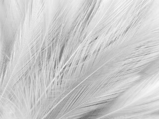 Beautiful abstract black feathers on white background and soft white feather texture on white...