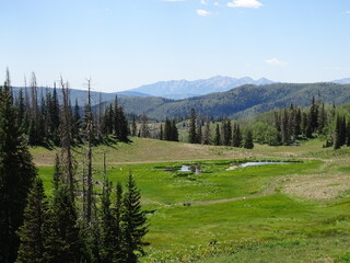 mountain meadow
