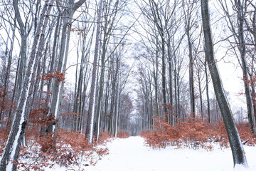 Winter landscape with snow and bare trees with a trail directing to the center background