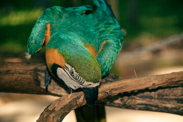 A colorful macaw parrot closeup...