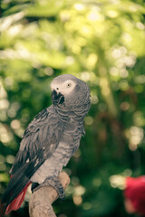 A colorful macaw parrot closeup...