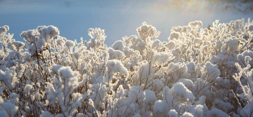 Dry flowers with ice crystal in winter season with beautiful mornig sunrise