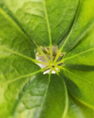 leaf with water drops planta green