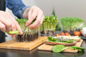 Women preparing fresh grain bread with salad from microgreens. At home grown superfood healthy eating concept.