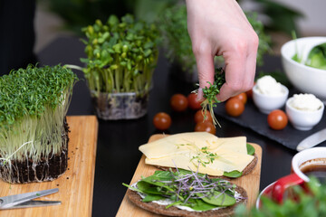 Women preparing fresh grain bread with salad from microgreens. At home grown superfood healthy eating concept.