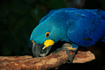 A colorful macaw parrot closeup...