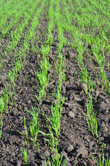 Agricultural grain sown field in spring. Early sown barley, wheat, rye, or late sown barley with young shoots in spring.