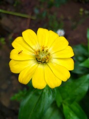 yellow flower