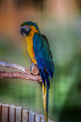 A colorful macaw parrot closeup...