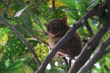 Tarsier - Smallest primate of the planet natural habitat on tropical rainforest