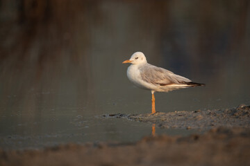 Portrait of a Slender-billed gull at Busaiteen coast of Bahrain