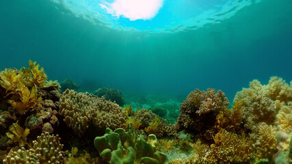 Marine life sea world. Underwater fish reef marine. Tropical colourful underwater seas. Philippines.