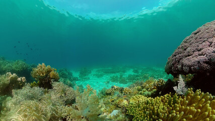 Colorful tropical coral reef. Hard and soft corals, underwater landscape. Travel vacation concept. Philippines.