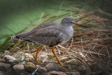 The Ruff