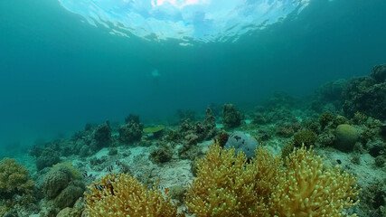 Fototapeta na wymiar Tropical fishes and coral reef underwater. Hard and soft corals, underwater landscape. Philippines.